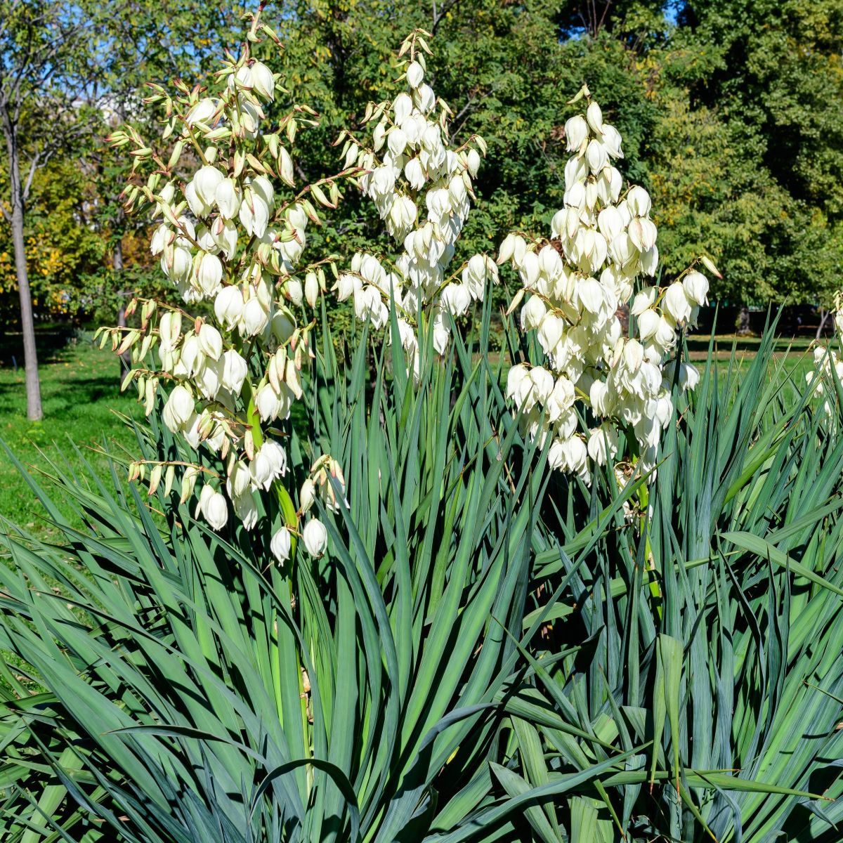 Juka vláknitá – Yucca filamentosa – hlíza – pěstování