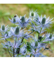 Máčka alpská – Eryngium Alpinum – prostokořenné sazenice – pěstování