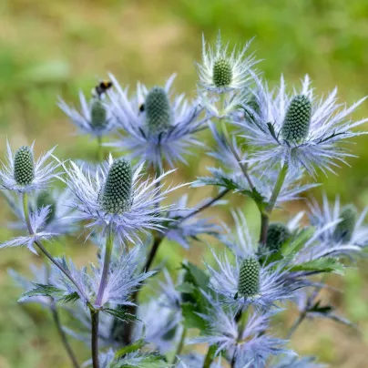Máčka alpská – Eryngium Alpinum – prostokořenné sazenice – pěstování