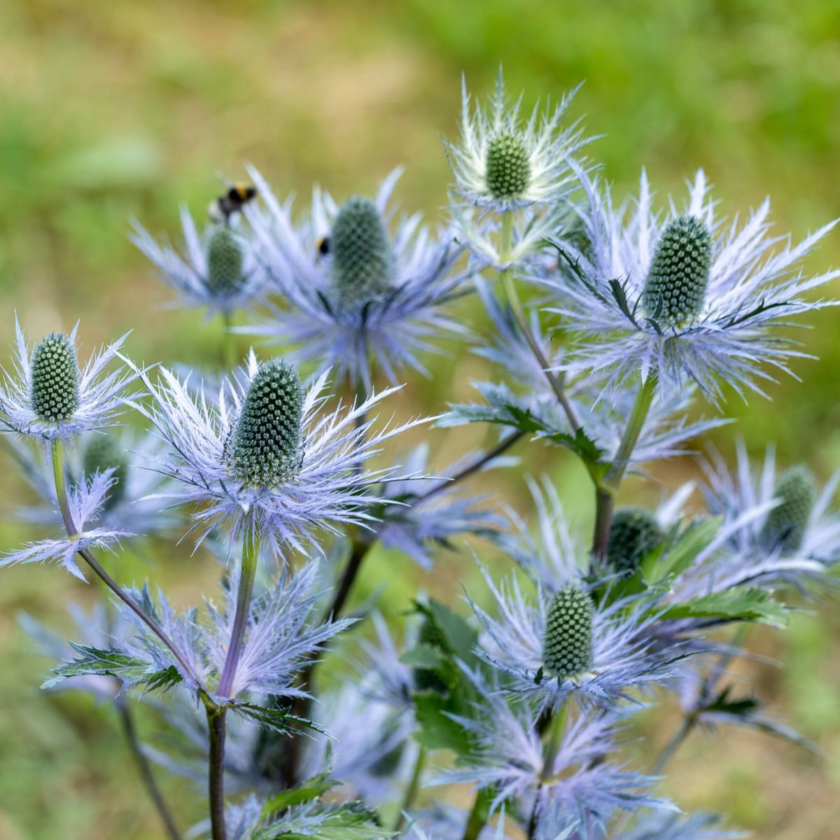 Máčka alpská – Eryngium Alpinum – prostokořenné sazenice – pěstování