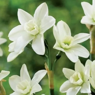 Narcis Polar Hunter – Narcissus – narcisy – cibule