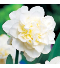 Narcis Obdam – Narcissus – narcisy – cibule