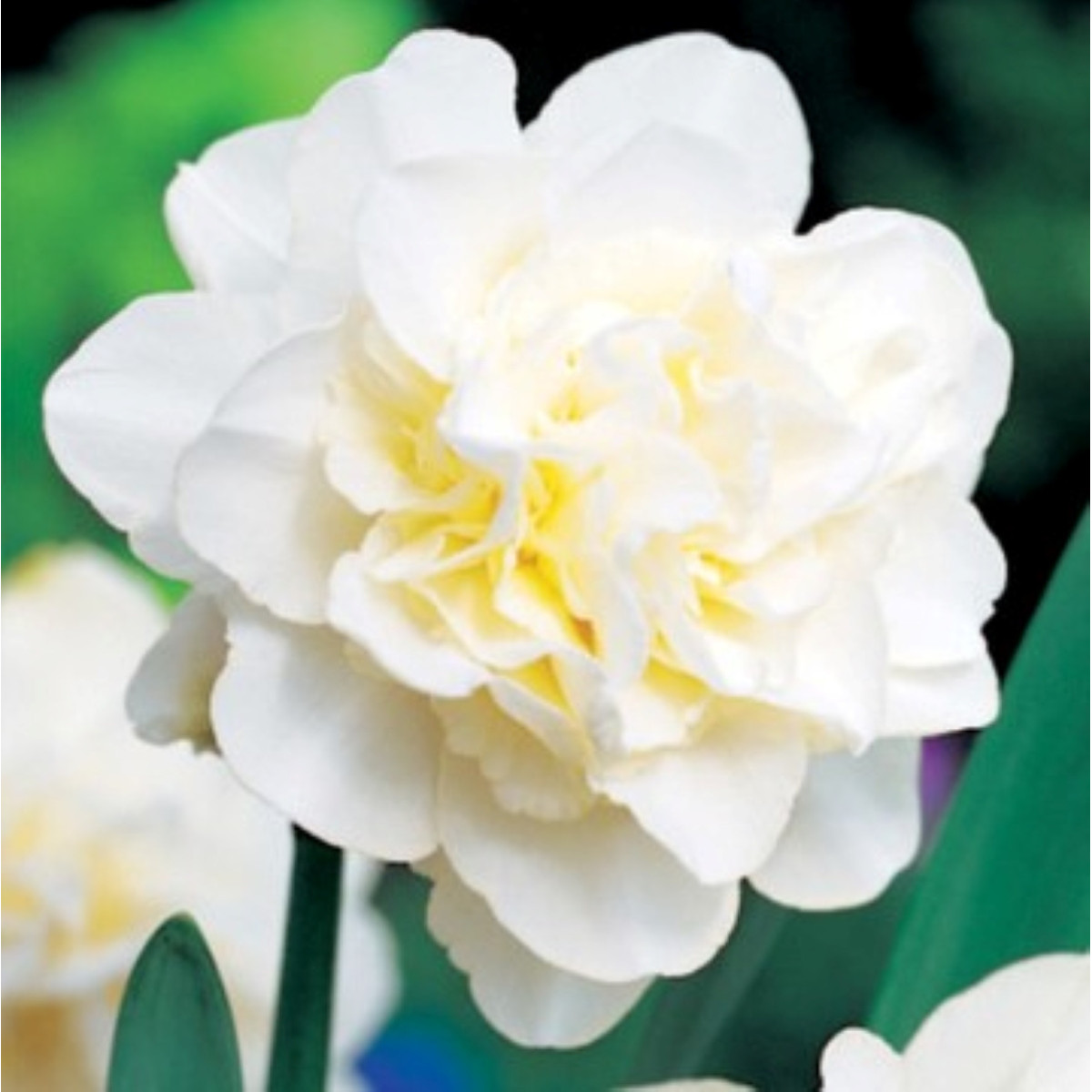 Narcis Obdam – Narcissus – narcisy – cibule