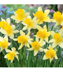 Narcis Lobularis – Narcissus – narcisy – cibule
