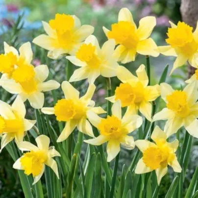 Narcis Lobularis – Narcissus – narcisy – cibule