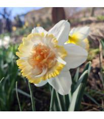 Narcis Petit Four – Narcissus – narcisy – cibule