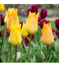 Tulipán Moonblush – Tulipa – cibuloviny