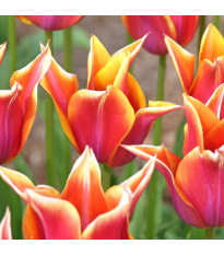 Tulipán Sonnet – Tulipa – cibuloviny