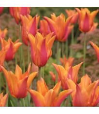 Tulipán Ballerina – Tulipa – cibuloviny