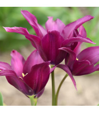 Tulipán Burgundy – Tulipa – cibuloviny