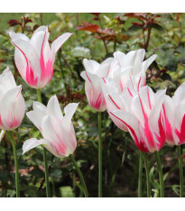 Tulipán Marilyn – Tulipa – cibuloviny