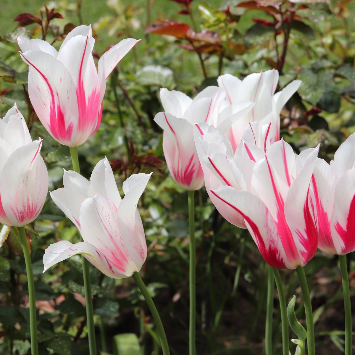 Tulipán Marilyn – Tulipa – cibuloviny
