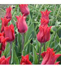 Tulipán Pretty Woman – Tulipa – cibuloviny