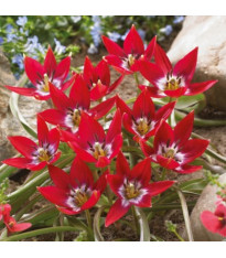 Tulipán Tiny Timo – Tulipa – cibuloviny