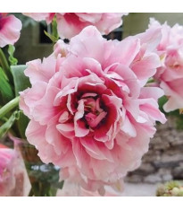 Tulipán Magic Sensation – Tulipa – cibuloviny