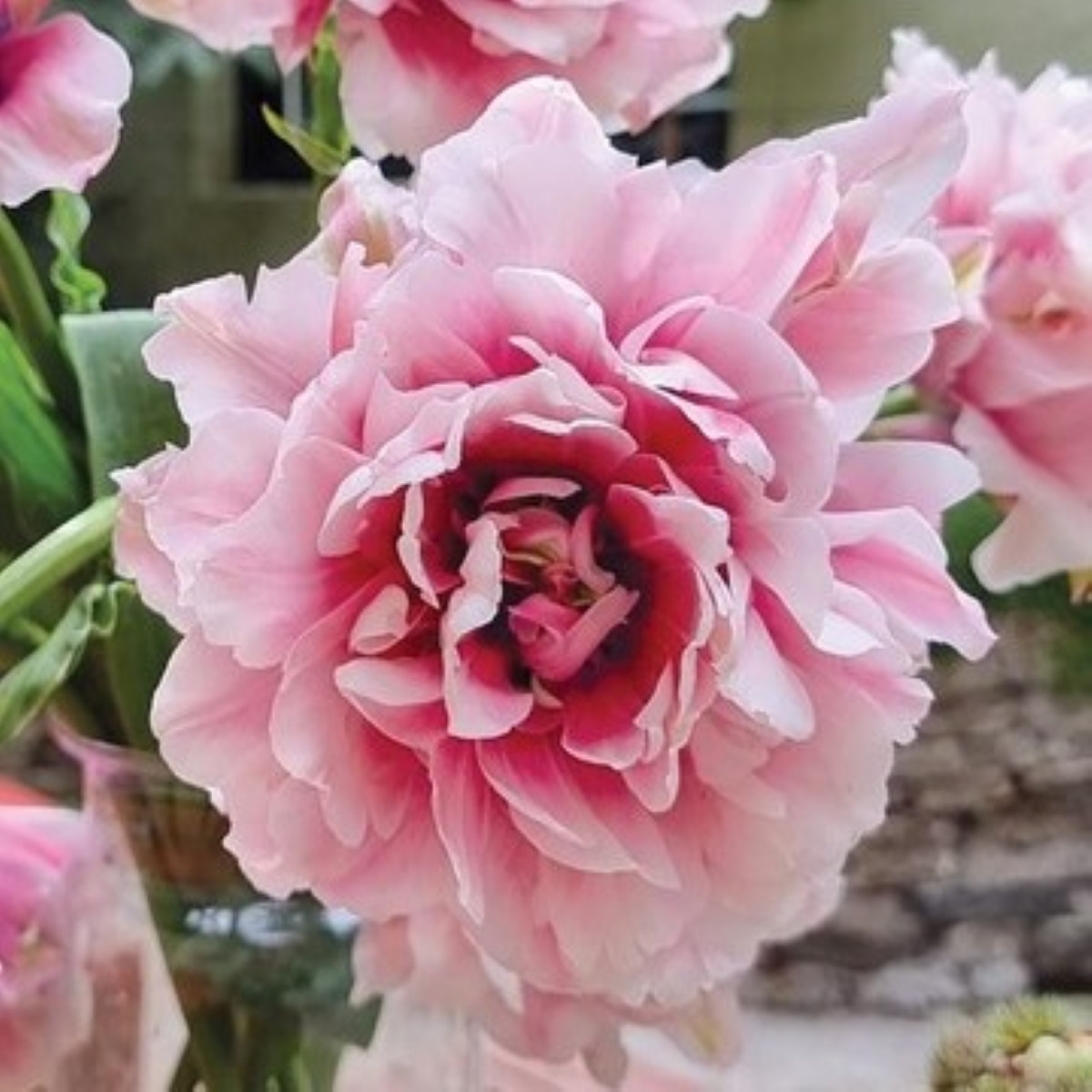 Tulipán Magic Sensation – Tulipa – cibuloviny
