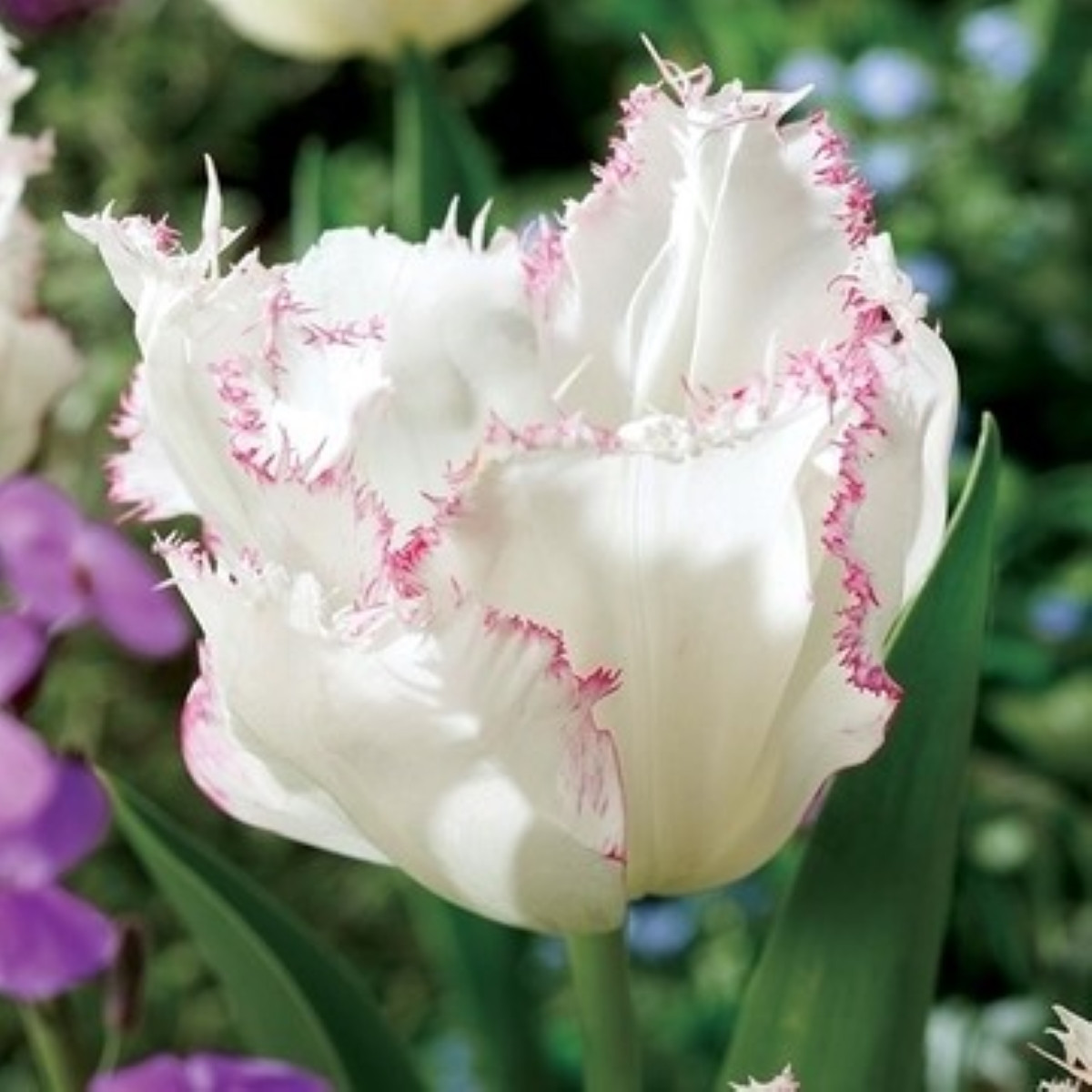 Tulipán Lady Smile – Tulipa – cibuloviny