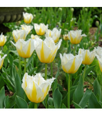 Tulipán Lemon Beauty – Tulipa – cibuloviny