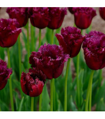 Tulipán Gorilla – Tulipa – cibuloviny