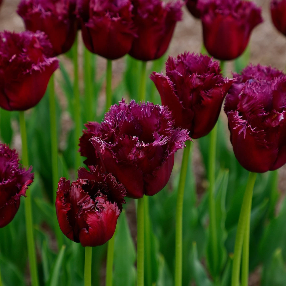 Tulipán Gorilla – Tulipa – cibuloviny