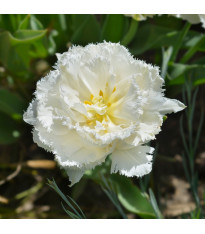 Tulipán Snow Crystal – Tulipa – cibuloviny
