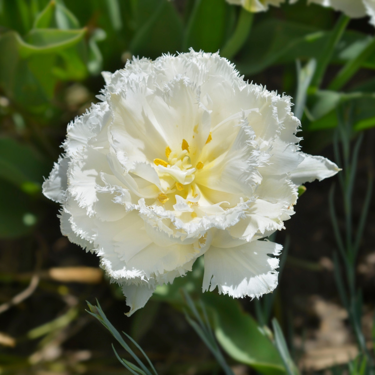 Tulipán Snow Crystal – Tulipa – cibuloviny