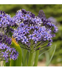 Ladoňka mnohokvětá modrá – Scilla peruviana – ladoničky – pěstování