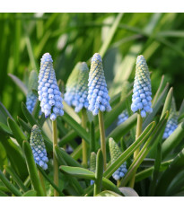 Modřenec Baby's Breath – Muscari neglectum – cibule – pěstování
