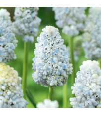 Modřenec Nature's Beauty – Muscari neglectum – cibule – pěstování