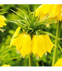 Řebčík Early Passion – Fritillaria imperialis – cibule – pěstování