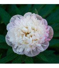Pivoňka lékařská Alba Plena – Paeonia officinalis – pivoňky – prodej