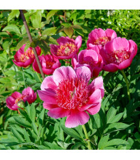 Pivoňka lékařská Anemoniflora – Paeonia officinalis – pivoňky – prodej