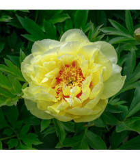 Pivoňka Bartzella – Paeonia – pivoňky – prodej