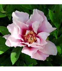 Pivoňka Cora Louise – Paeonia – pivoňky – prodej