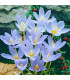 Krokus Pulchellus – Crocus – cibule krokusu