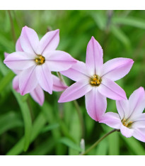 Jarní hvězda Charlotte Bishop – Ipheion uniflorum – cibulky ifejonu