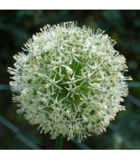 Česnek Ping Pong – Allium – česneky – cibule – pěstování