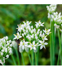Pažitka česneková – Allium tuberosum – česneky – cibule – pěstování