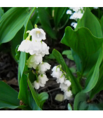 Konvalinka vonná Bordeaux – Convallaria majalis – pěstování