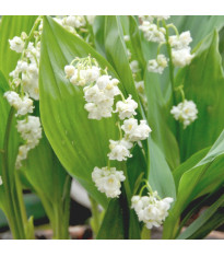 Konvalinka vonná vícekvětá Prolificans – Convallaria – pěstování