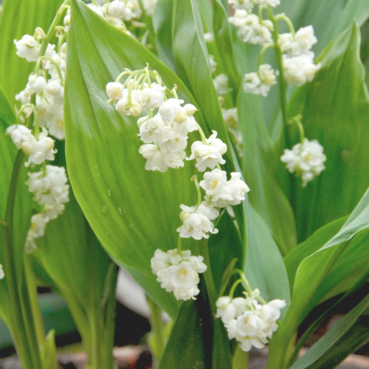 Konvalinka vonná vícekvětá Prolificans – Convallaria – pěstování