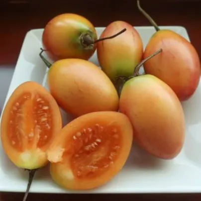 Rajčatový strom žlutý Tamarillo - Cyphomandra betacea - semena - 5 ks