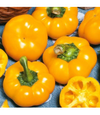 Semena papriky – Paprika Topepo giallo – Capsicum annuum