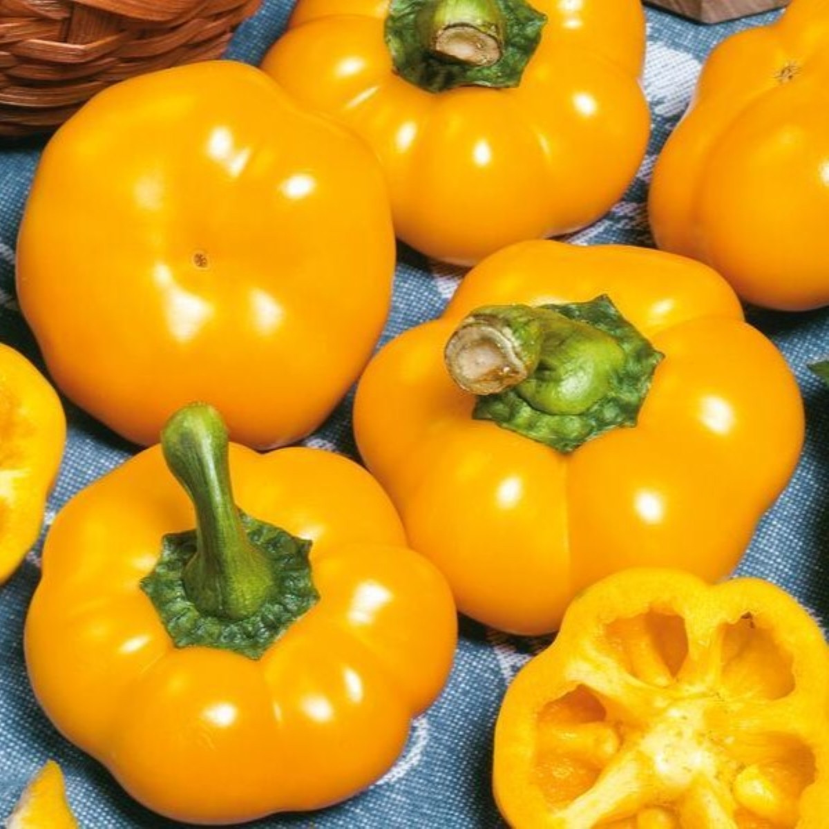 Semena papriky – Paprika Topepo giallo – Capsicum annuum