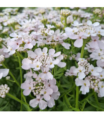 Iberka okoličnatá Rose Cardinal - Iberis umbellata - semena - 100 ks