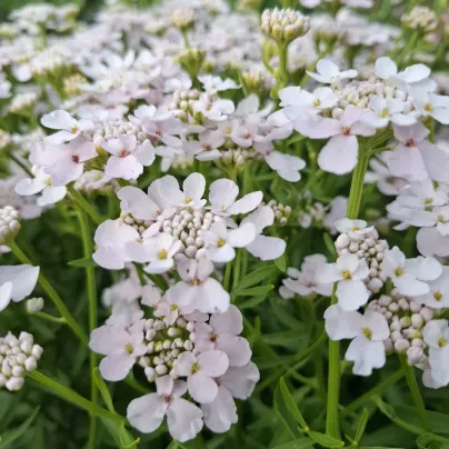 Iberka okoličnatá Rose Cardinal - Iberis umbellata - semena - 100 ks