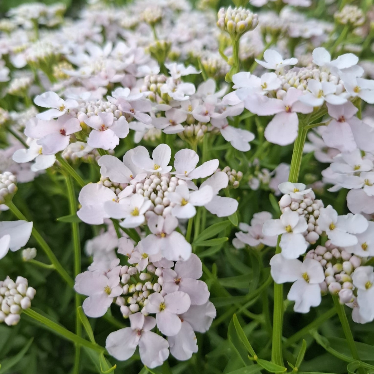 Iberka okoličnatá Rose Cardinal - Iberis umbellata - semena - 100 ks