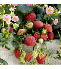 Jahodník stáleplodící Frisan F1 - Fragaria ananassa - semena - 10 ks