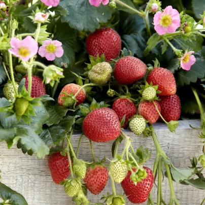Jahodník stáleplodící Frisan F1 - Fragaria ananassa - semena - 10 ks