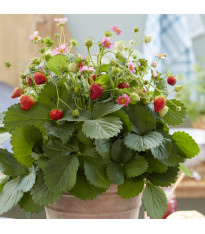 Jahodník stáleplodící Queeny F1 - Fragaria ananassa - semena - 10 ks